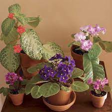 Check spelling or type a new query. Abundant Indoor Blooms Finegardening