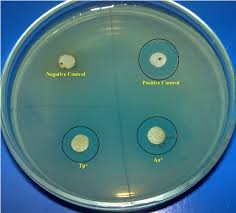 Image result for Endostemon tereticaulis