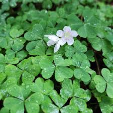 Image result for Oxalidaceae