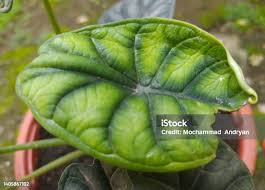 Image result for Chasmanthera dependens