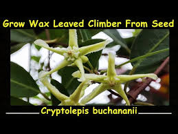 Image result for Cryptolepis obtusa