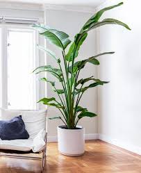 La plante doit être à l'ombre d'autres plantes. Plantes Vertes Et Arbres D Interieur Livres Chez Vous Service Premium Docteur P Plantas No Quarto Planta De Decoracao Interior Decoracao Com Vasos De Plantas