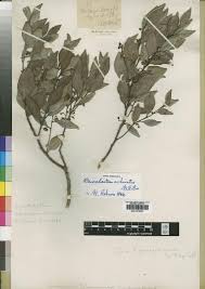 Image result for Rhynchosia goetzei