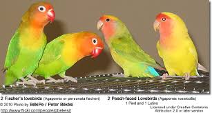 lovebirds detailed information photos beauty of birds