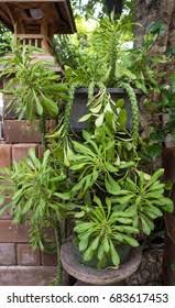 Image result for Monadenium crenatum