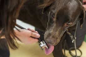 We are dedicated to providing the highest level of veterinary medicine along with friendly, compassionate service. Browndog Lodge Veterinary Clinic Veterinarian In Arlingon Tn