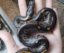 We also have ball pythons available that contain genes that include: Ball Python Morphs The 50 Most Popular Pictures Prices