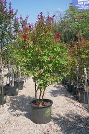 Image result for Lagerstroemia