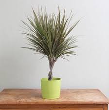 Maybe you would like to learn more about one of these? Madagascar Dragon Tree Costa Farms
