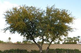 Image result for Acacia fleckii
