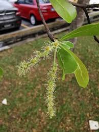 Image result for Terminalia mollis