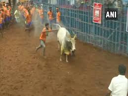 A jallikattu bull is practically untamed, and is fit only for breeding, and playing the sport.india needs jallikattu. Jallikattu Begins In Tamil Nadu