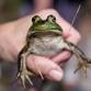 Amphibian Excursion for Families at Robin Hood Park