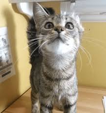 In richmond, va, and search the available pets they have up for adoption on petfinder. Bc Spca Richmond Education Adoption Centre
