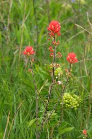 Image result for Micrargeria filiformis