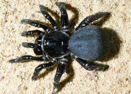 There are three different locations of crazy cat cyclery in el paso. Common Spiders Texas Insect Identification Tools