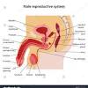 Human male anatomy diagram top electrical wiring diagram. 1