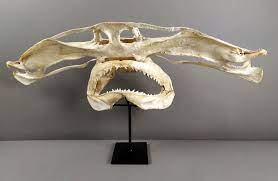 The author had exactly what i was looking and took a fair price. Hammerhead Shark Skull 9gag