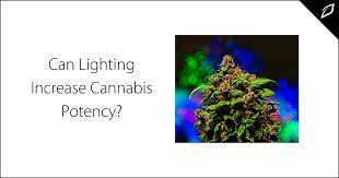 Can Lighting Increase Cannabis Potency?