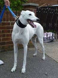 Canil De Mastim Napolitano Em Sp Galgo Ingles English Greyhound Es Una Raza De Perro Que Es Utilizada Principalmente Como Animal De Compania Y De Competicion El Ga Caes Galgo Galgo Ingles