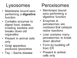 Cacz is phosphorylated at thrl4. Peroxisomes Structure Definition Structure Location