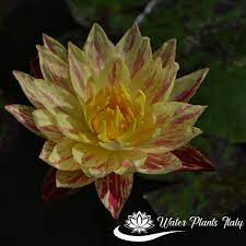Il fiume dell'india dai fiori rosa che incanta con i suoi colori accesi. Paranee Piante Acquatiche Water Plants Italy