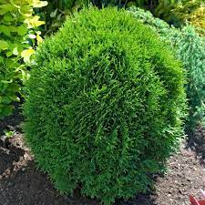 Gardens Alive Little Giant Globe Arborvitae Thuja Live Evergreen Bareroot Shrub 12 In To 18 In Tall 1 Pack 78894 The Home Depot In 2021 Giant Arborvitae Globe Arborvitae Evergreen Shrubs