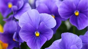 Visualizza altre idee su immagini di fiori, fiori, immagini. Febbraio Violetto Fito