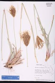 Image result for Eustachys