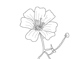 Thomas the tank engine is another character children love. Beautiful Printable Flowers Coloring Pages