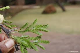 Image result for Acacia robusta