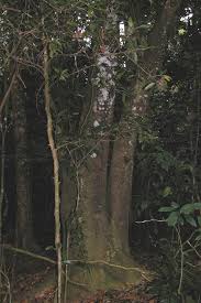 Image result for Pyrostria bibracteata