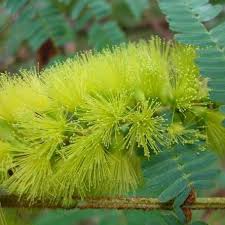 Image result for Albizia brevifolia