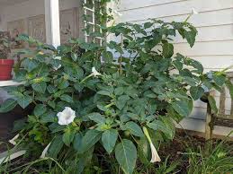 The plant is very upright compared to some other daturas that tend to sprawl. Amazing Angel S Trumpet Shines In A Fading Garden The Gazette