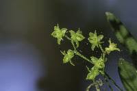 Image result for Angraecum chamaeanthus