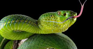 Die giftigsten schlangen sind in wärmeren ländern beheimatet. Schlangen Zwischen Angst Und Faszination Br Wissen