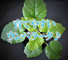 部屋のインテリアにおすすめな観葉植物 ウンベラータ は育てやすい
