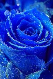 Download in under 30 seconds. Rose 21 Blue Flower Pictures Blue Roses Wallpaper Blue Roses