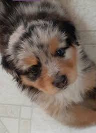 We would like to show you a description here but the site won't allow us. 6 Steps To Easily Potty Train Your Australian Shepherd Aussie University