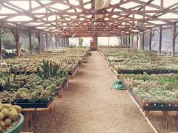 B&b cactus farm on the east side of tucson, az is the most impressive succulent nursery i've ever visited. Anda Checks Out All The Cactus Picture Of B B Cactus Farm Tucson Tripadvisor