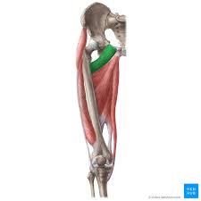 Learn about their differences and the common tendons and ligaments commonly sustain injuries, which usually have similar symptoms and treatments. Pectineus Origin Insertion Innervation Action Kenhub