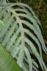 Image result for Pycreus cuanzensis