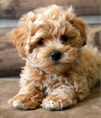 Cuddly Curly Poo Cute Puppies Cute Baby Animals Cute Dogs