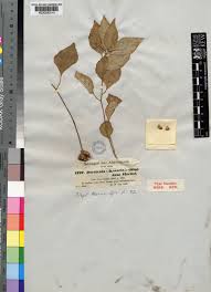 Image result for Dorstenia cuspidata