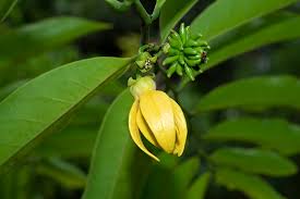 Image result for Artabotrys modestus