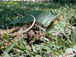 Image result for Bothrops punctatus