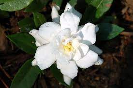 Gardenia Flower Pictures White Gardenia Flowers Flower Pictures White Gardenia Language Of Flowers