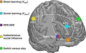 The rtpj seed (blue) and the left dlpfc seed (yellow) elicited connectivity activations (target regions) in the vmpfc and the pmfc (both in green), which partially overlapped with neural correlates of value signals in vmpfc and acc, as in fig. A Brain Network Supporting Social Influences In Human Decision Making Science Advances