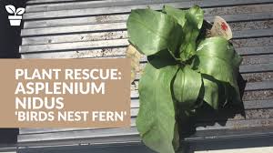 Bird's nest ferns (asplenium nidus) naturally grow on the surface of other plants but can adapt as houseplants if their needs are met. Plant Rescue Asplenium Nidus Bird S Nest Fern Fern Care Youtube