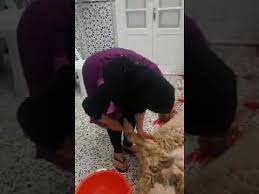 تفسير ذبح البط بالمنام لابن سيرين. Ù†Ø³Ø§Ø¡ ØªØ°Ø¨Ø­ Ø§Ù„Ø­ÙŠÙˆØ§Ù†Ø§Øª Ø§Ø¬Ù…Ù„ Ø§Ù„ØµÙˆØ± Ø§Ù„ØªÙ‰ ØªØ¯Ù„ Ø¹Ù„Ù‰ Ù‚ÙˆØ© Ø§Ù„Ù†Ø³Ø§Ø¡ ÙƒÙŠÙ